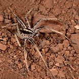 Ctenus gulosus